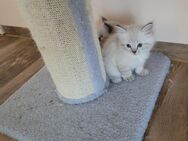 Ragdoll Kitten, vier wunderschöne Kätzchen und Kater