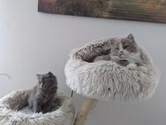 Blh , bkh , britische langhaar kitten - Chemnitz