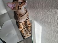 Katze Bengal kitten - Ilsede