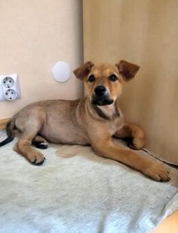 Minnie, verspielter Welpe sucht Familie - Unterföhring