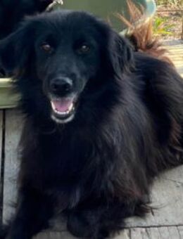 HENNI💖sanft, treu & voller Hoffnung - Hamburg