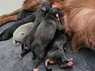 Chihuahua Welpen - Hohe Börde