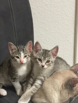 😻Süße Kitten zu verkaufen bkh tabby spotted whiskas Katze selten - Freiburg (Breisgau)