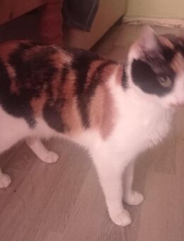 Glückskatze abzugeben - Seddiner See