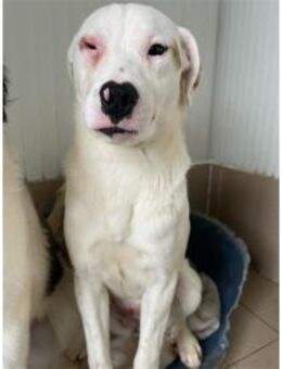 Bajunta - hätte so gerne ein Zuhause! - Bochum