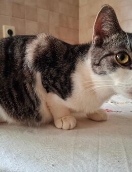 Zwei liebevolle Jungkater – Gusto & Teddy - Bautzen