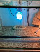 Zwergbartagame (Pogona henrylawsoni) Pärchen in 64285