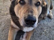 Jack - sucht Gnadenbrotplatz - Weilheim (Oberbayern)