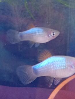 Gebe NZ von meinen Butterfly Platy ab - Paderborn