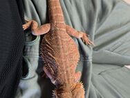 Bartagamen männchen ca 1,5 jahre - Münzenberg