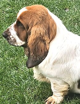 Liebes Basset Hound Mädchen, 6 Monate alt, braun weiß - München Allach-Untermenzing