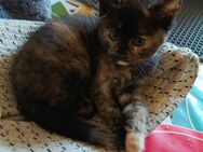 3x Kitten Mix EKH und BKH - Wendelstein