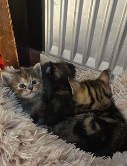 Süße Siam/Hauskatzen-mix Kitten - Salzgitter