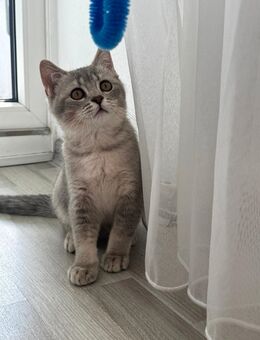 BKH Kitten reinrassig, Britisch Kurzhaar Kater abzugeben - Duisburg