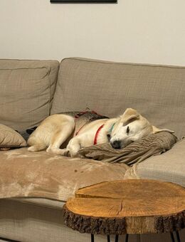 Dobby wartet auf PS in Hamburg! - Rosengarten (Niedersachsen)