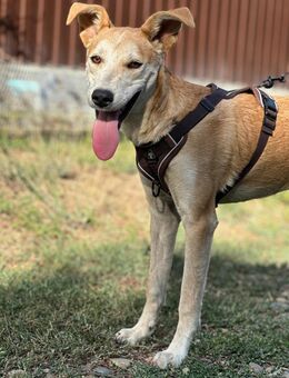 Zarte Luna sucht ihr Körbchen - Ottweiler