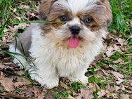 Shih-Tzu Mix Welpen Hündinnen - Oranienburg