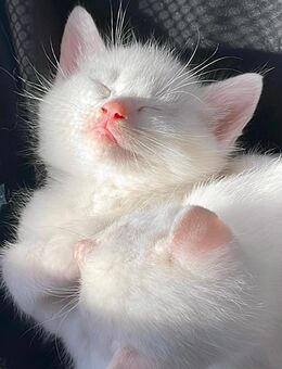 Traumhafte Kitten suchen liebevolle Familien - Rellingen
