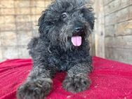 ❤️ superlieber Wuschelhund MAILO ❤️ - Mamming
