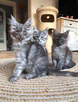 Zuckersüßes Maine Coon Babys. - Moers