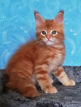 Maine Coon Kitten mit Stammbaum - Hof