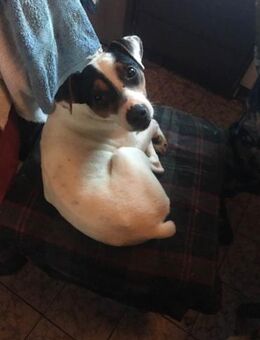 Jacky sucht Altersruhesitz - Berlin