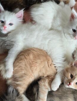 Maine Coon Mix Kitten 👑 - Ainring