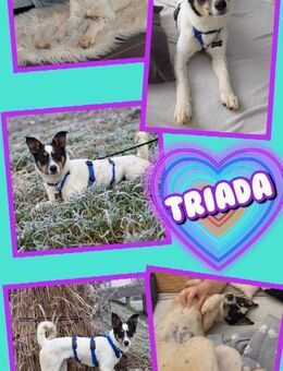 tolle Hündin Triada auf PS in 86637 - Nürnberg