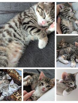 Süße Mischlings Kitten - Hamburg Wandsbek