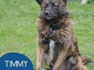 Freundlicher Timmy sucht seine Familie - Tarmstedt