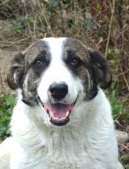 Renata sucht❣️ - Sindelfingen