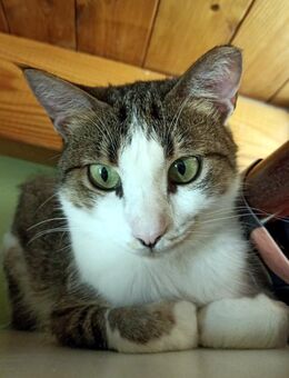 ANDROMACHE - Von der Futterstelle ins Glück? - Berlin