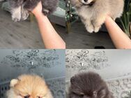 Mini Pomeranian - Neuss