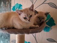 Britisch Kurzhaar Blue Point Kitten abzugeben - Sonnenstein