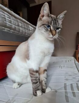 Mitzi sucht dringend - Kallmünz