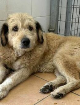 Irene Griffon-Mix Hündin 3 Jahre in GR - Reutlingen