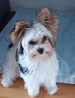 Biever Yorkshire Terrier - Düsseldorf