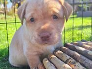 Labradorwelpen suchen ein Zuhause auf Lebenszeit - Eilenburg