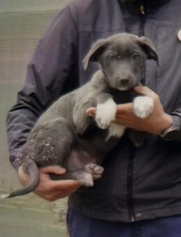 Blue sucht sein Zuhause - Neuried (Baden-Württemberg)