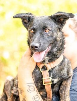 Sissi, tapfere Junghündin, ca. 1 Jahr - Vaterstetten