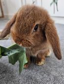 Zwei Widderkaninchen suchen gemeinsam liebevolles Zuhause in 09112