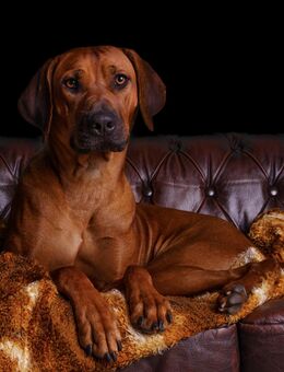 Outcrossverpaarung - Rhodesian Ridgeback Welpen aus liebevoller Familienaufzucht - Wurfankündigung - Dietersheim