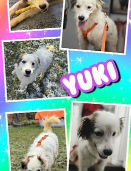 tolle Hündin Yuki auf PS in 80999 - Nürnberg