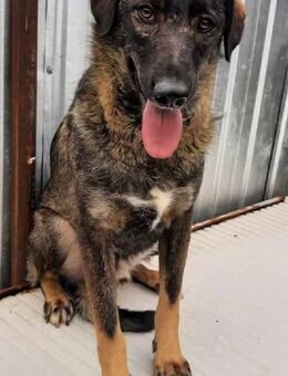 Lion freundlicher Kerl sucht Familie - Großefehn