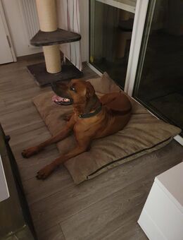 Rhodesian Ridgeback - Kalkar