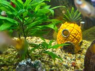 Aquarium 100 x 40 mit Fischen und Zubehör - Leipzig Nordwest