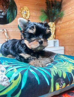 Yorkshire Terrier - Recklinghausen