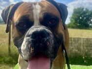 Mopsi - toller Boxerjunge sucht - Salzwedel (Hansestadt) Zentrum