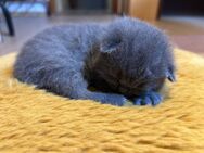 BKH Kitten - Homburg