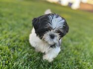 Shih Tzu - Mönchengladbach